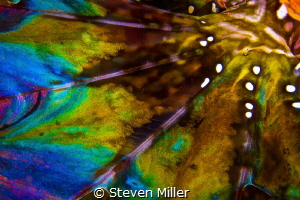 2 spot Lionfish fin, boosted the colors, didn't change th... by Steven Miller 